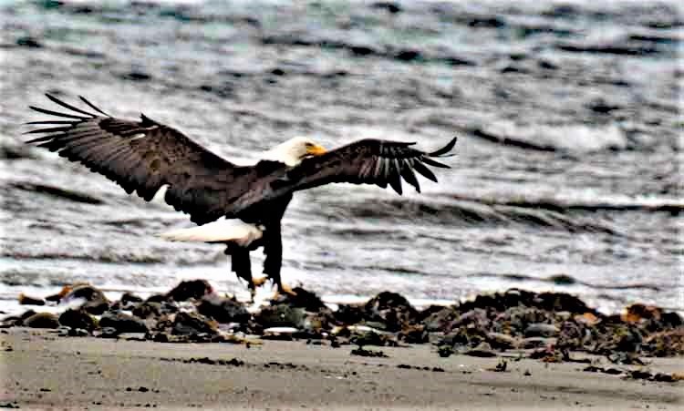 eagles on beach